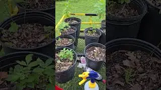 Seven Sister Nursery