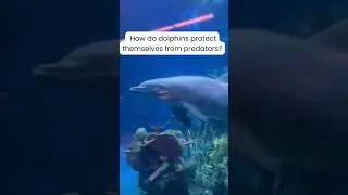 Dolphin Protection