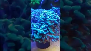 #hammercoral : karang kuku😍😍