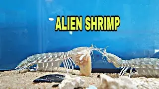 cucha I ! ALIEN SHRIMP full information in HINDI and URDU alien shrimp how to hunting fish crab snak
