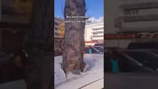 Bro bone mealed a sapling under the car #shorts #memes