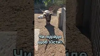 Цього бика не чекав, що підійде... #бик #бики #корова #тварини #домашнітварини #animals