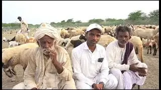 Pastoralism in 21st Livestock Census: Gujarat edition