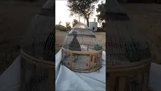Kala teetar ki awaz | Teetar awaz | Black partridge voice | Titar awaz | Kala tetar awaz| Titir awaz