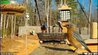 LGR Bird Feed - January 7, 2026