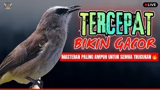 SUARA JERNIH‼️TRUCUKAN GACOR ROPEL PANJANG MASTERAN-PANCINGAN AMPUH TRUCUKAN BAHAN PASTI NYAUT ROPEL