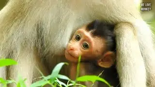 Baby Monkey Rex is Healthily From Day By Day Cuz Now Baby Rex is Alert & Moving A Lot, Rose is Happy
