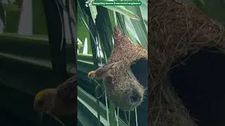 A lesson from Avian architect 🕊️🪹 #birds #material #collection #birdnest #nature #shorts