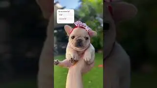 #babydog #frenchbulldog #pibble #puppy #cute #minipuppy #frenchie #puppyface #pets #puppyvideos