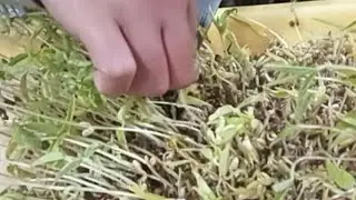 HARVESTING MUNG BEAN 
