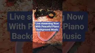 Baby Duck Live Stream With Peaceful Piano Music to Relax to .#shorts