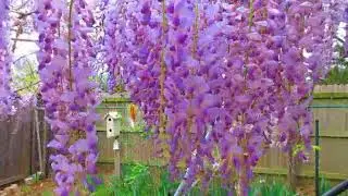 Wisterias in Spring