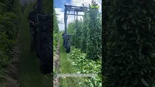 INSANE Orchard Hedge Trimmer Machine | Super Fast Tree Pruning Technology