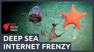 An internet frenzy: Why the sea floor off Argentina&rsquo;s coast is attracting millions of views