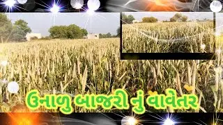 Unalu Bajri Nu Vavetar 🔥 ઉનાળુ બાજરી 🔥