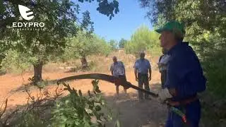Poda en Algarrobo adulto