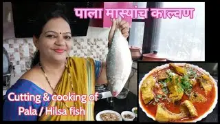 आगरीकोळी पद्धतीच पाला मास्यांच काल्वण | Pala /Hilsa fish cutting technique & curry recipe |