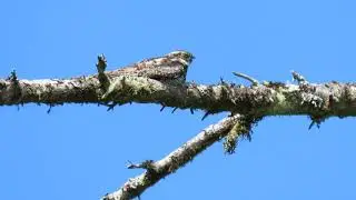 Common Nighthawks