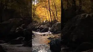 water flowing in a lonely forest #nature #relaxingnature