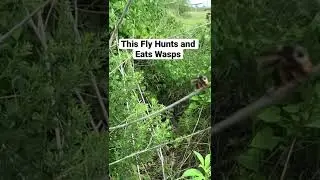 This Fly Hunts and Devours Wasps 😧 #shorts