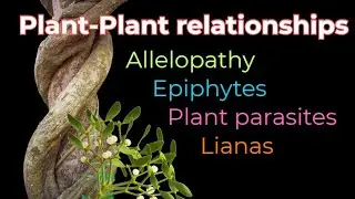 Allelopathy and other plant-plant relationships