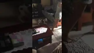 Dog freak out
