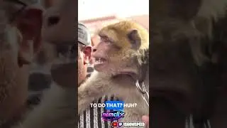 MONKEYS SPEAK ENGLISH?! SPEED LIVE YOUTUBE #ishowspeed  #viral #monkey  @IShowSpeed