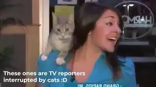Cute Cat Interrupts Every Interview | Cute Animal Videos