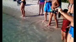 Galapagos.tv     - Baby sharks in Tortuga Bay by boat