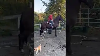 Bucked Off a Horse! #drafthorses #rodeo #pain