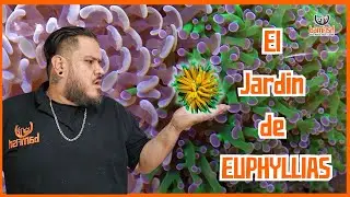Remodelando el ACUARIO: El JARD&Iacute;N de EUPHYLLIAS parte 2