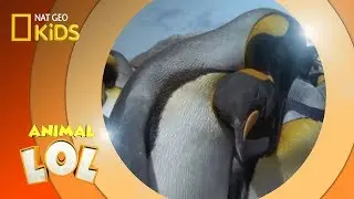 King Penguins | Animal LOL