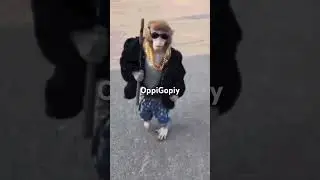 #monkeygang #gangster
