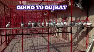 31 Baby Pigeons dost ko diyay