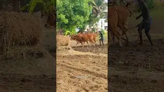 ploughing with bulls by farmer | bull ploughing the field cow ploughing the field ox ploughing field