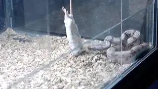 Salmon boa feeding