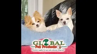 dog products online right Now dog products online