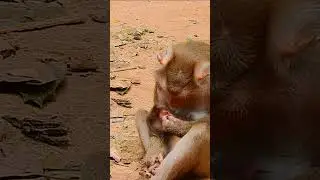 Hungry Baby Monkey's Loud Cry of Sadness 1