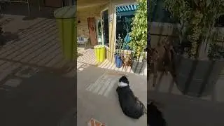 Wind Chimes creating a serene place for Willow the Aussie to relax #asmr #dog #sounds #windchimes