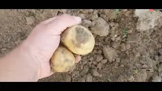 Prova raccolta patate 2024