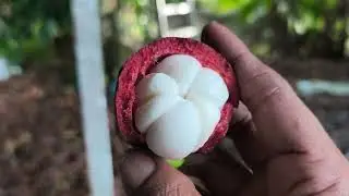 Kait buah manggis usia 60 tahun, sentiasa berbuah walaupun tidak banyak.