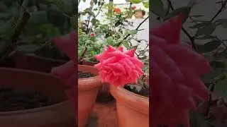 Beauty of fresh flowers and peaceful gardening moments.#shorts #shortsfeed #trending #gardening