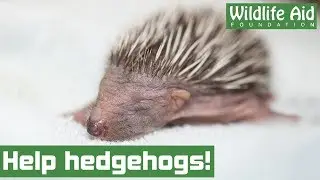 We need your help to save 200 hedgehogs!