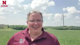 Alfalfa Insects | N Field Observations