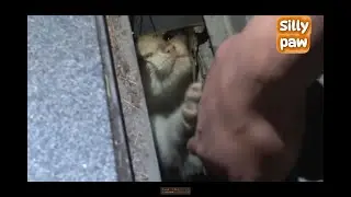 Cat Stuck Under the Road ! - Rescue mission