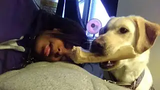 Hugging My Dog For Too Long + Playing Dead