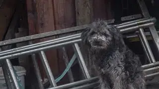 Local shelters support strays during cold snap