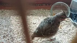 птенец начал есть сам.🤗20й день