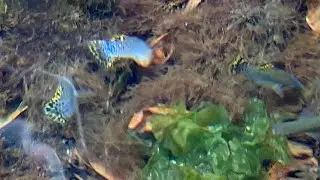 Splendid Livebearers (Mollies/Limia/?) in the Kahala Hotel&rsquo;s Dolphin Pond, Honolulu, Hawaii