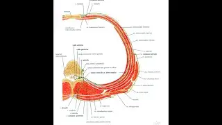 KASLAR VE PLEXUSLAR 2  (YÜZEYEL VE DERİN SIRT KASLARI - SPİNAL SİNİR OLUŞUMU - DERMATOMLAR)